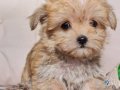 Neşe kaynağı Morkie Yavrumuz 