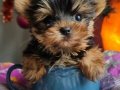 İzmir Urla Şecereli Mini Boy Yorkshire Terrier Yavrumuz