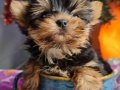 İzmir Urla Şecereli Mini Boy Yorkshire Terrier Yavrumuz