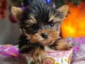 İzmir Urla Şecereli Mini Boy Yorkshire Terrier Yavrumuz