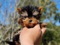 İzmir Urla Şecereli Mini Boy Yorkshire Terrier Yavrumuz