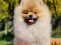 Pamuk Şekeri Kıvamında Tedyface Pomeranian Yavrusu