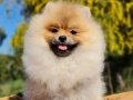 Pamuk Şekeri Kıvamında Tedyface Pomeranian Yavrusu