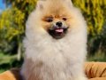 Pamuk Şekeri Kıvamında Tedyface Pomeranian Yavrusu