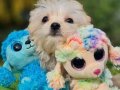 İzmir Urla’nın En Tatlı Arkadaşı Teacup Morkie Yavrusu
