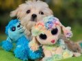 İzmir Urla’nın En Tatlı Arkadaşı Teacup Morkie Yavrusu