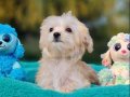 İzmir Urla’nın En Tatlı Arkadaşı Teacup Morkie Yavrusu