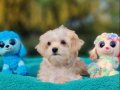 İzmir Urla’nın En Tatlı Arkadaşı Teacup Morkie Yavrusu