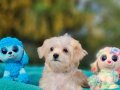 İzmir Urla’nın En Tatlı Arkadaşı Teacup Morkie Yavrusu