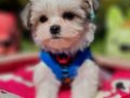 Teacup Morkie Yavrumuzun Yeni Yuvası Siz Olun