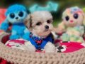 Teacup Morkie Yavrumuzun Yeni Yuvası Siz Olun