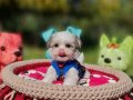 Teacup Morkie Yavrumuzun Yeni Yuvası Siz Olun