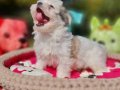 Teacup Morkie Yavrumuzun Yeni Yuvası Siz Olun