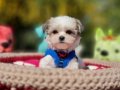 Teacup Morkie Yavrumuzun Yeni Yuvası Siz Olun