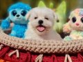 Tatlı ve zeki Morkie Yavrumuz 
