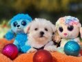 Tatlı ve zeki Morkie Yavrumuz 