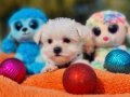 Tatlı ve zeki Morkie Yavrumuz 