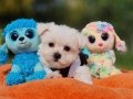 Tatlı ve zeki Morkie Yavrumuz 