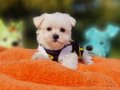 Tatlı ve zeki Morkie Yavrumuz 