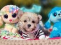 Muhteşem bir Teacup Morkie Yavru