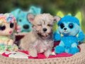 Muhteşem bir Teacup Morkie Yavru