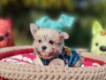 Muhteşem bir Teacup Morkie Yavru