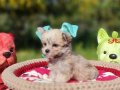 Muhteşem bir Teacup Morkie Yavru