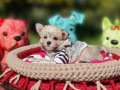 Muhteşem bir Teacup Morkie Yavru