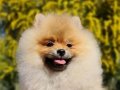 6.5 aylık dişi Şecereli Pomeranian yavrumuz 
