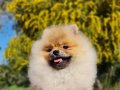 6.5 aylık dişi Şecereli Pomeranian yavrumuz 