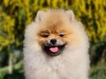 6.5 aylık dişi Şecereli Pomeranian yavrumuz 