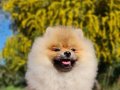 6.5 aylık dişi Şecereli Pomeranian yavrumuz 