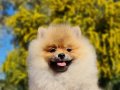 6.5 aylık dişi Şecereli Pomeranian yavrumuz 