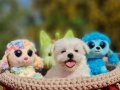 Orjinal Morkie Yavrularımız 