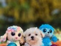 Orjinal Morkie Yavrularımız 