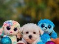 Orjinal Morkie Yavrularımız 