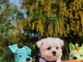Orjinal Morkie Yavrularımız 