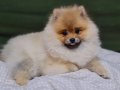 6.5 Aylık Secereli Dişi Pomeranian 