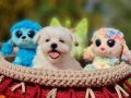 Neşe Kaynağı Morkie Yavrularımız 
