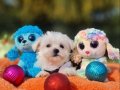 Neşe Kaynağı Morkie Yavrularımız 