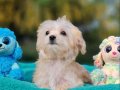 Neşe Kaynağı Morkie Yavrularımız 