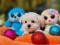 Neşe Kaynağı Morkie Yavrularımız 