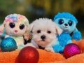 Teacup Morkie Yavrularımız 