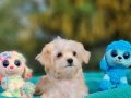 Teacup Morkie Yavrularımız 