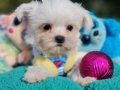 Teacup Morkie Yavrularımız 