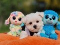 Teacup Morkie Yavrularımız 