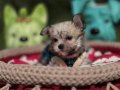 Teacup Morkie Yavrularımız 