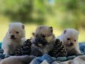 Şecereli Rezerveye açık Tedyface Pomeranian Yavrularımız 