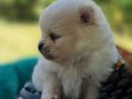 Şecereli Rezerveye açık Tedyface Pomeranian Yavrularımız 