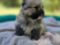 Şecereli Rezerveye açık Tedyface Pomeranian Yavrularımız 